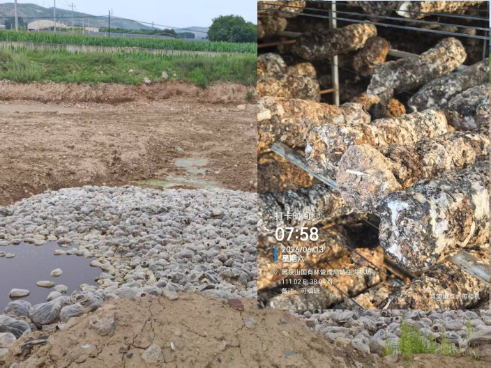 山西临县苛大线沿线香菇种植户被指用废弃菌棒虚假种植套取产业补贴还污染环境